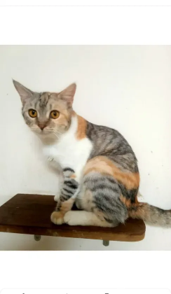 বিড়াল